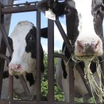 Dairy prices under pressure due to increased U.S. milk production