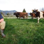 Farmers making changes for climate change question school bus rules that force parents to drive kids to school