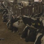 Higher corn and soybean prices impact dairy farmers