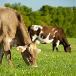 Industry mulls improvements to milk marketing orders