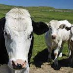 Ireland eyes China boost for agri food exports