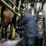 Milk recording uptake increased by 18 compared to 2019