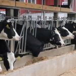 Minnesota dairy farmer packs up and leaves with 245 cows