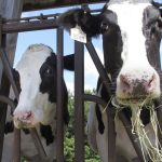 More cows lead to higher dairy production last month