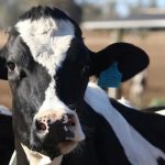 NSW Labor vows to establish an independent dairy and fresh food commissioner