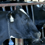 New proposal could change milk pricing system for dairy farmers