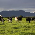 New study tour open to all young Victorian dairy people