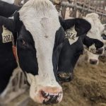 P.E.I. dairy farm wins coveted trophy for top milk cow comfort