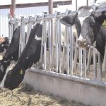 Powder whey bolster dairy exports in February