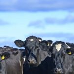 Report recommends minimum milk price amended dairy code