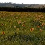 Sunflowers a new addition to 105 year old dairy farm