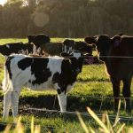 Tasmanias Environment Protection Authority to investigate Van Dairy Limited