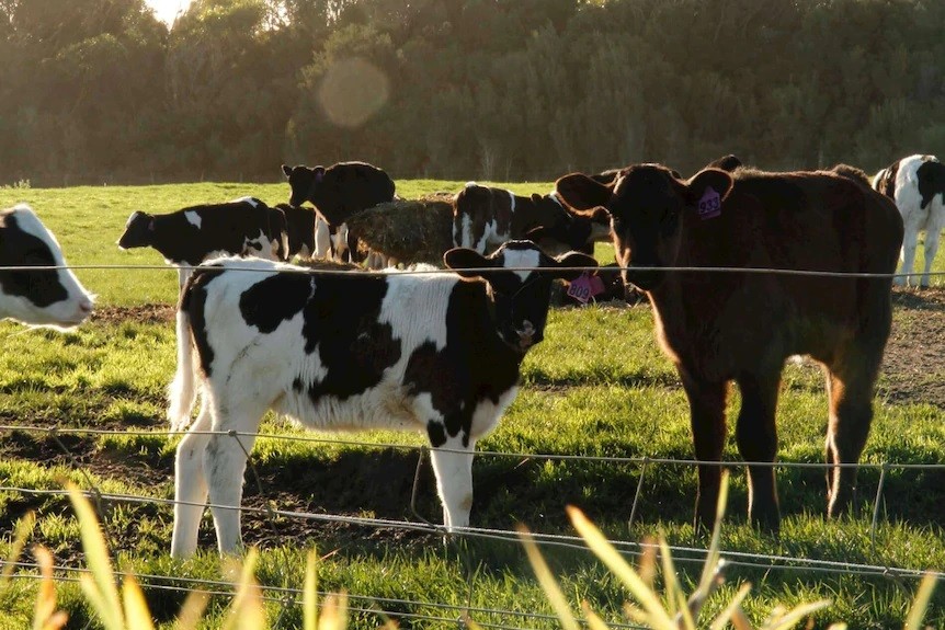 Tasmania's Environment Protection Authority to investigate Van Dairy