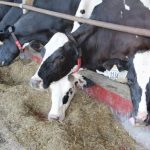 USTR Report Cites Impediments to U.S. Dairy Exports