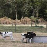 Van Dairy appoints Wolfie Wagner to address effluent concerns