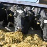 Why the dairy industry will struggle to meet the EUs organic targets