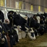 Wisconsin cow sets record for milk produced in a lifetime