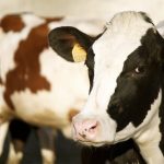 ACCC cracks down on dairy compliance as deadline approaches