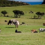 ACCC urges dairy code compliance as deadline looms