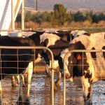 Ageing NSW dairy workforce prompts concern for future milk supplies