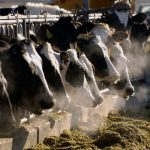 Dairy and crop outlook for 2021 shows feed costs will remain volatile