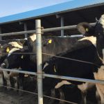 Dairy breeds perform in feedlots