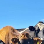 Dairy code review announced by Federal Government