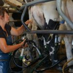 Dairy herds need to be vaccinated for leptospirosis