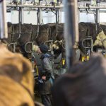 Dairy prices look steady