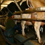 Diseases of dairy farmers