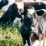 Growing disconnect between farmers and consumers of dairy