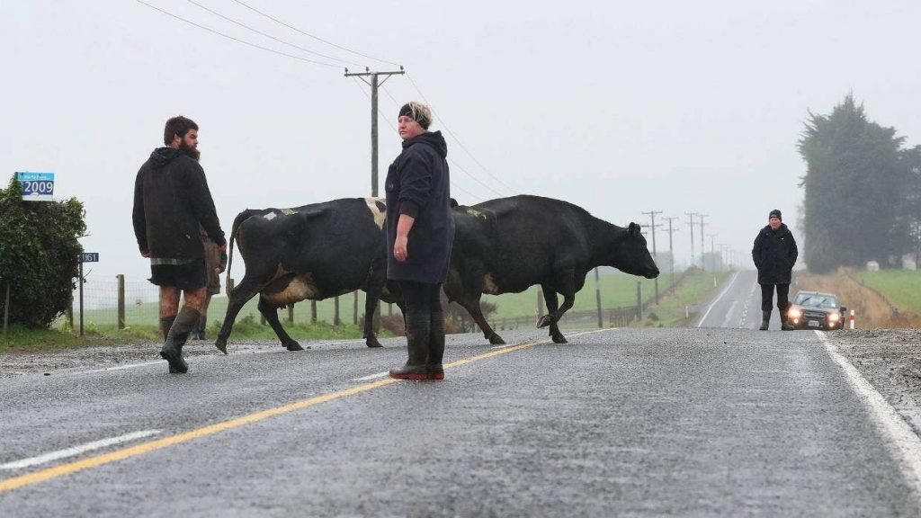 High milk returns mean quiet moving day for Southland dairy industry