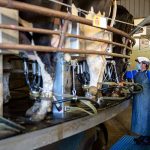 Livingston Wyoming dairy farmers embrace NY food initiative