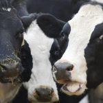 NSW dairy farmers still struggling