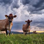 NSW dairy industry