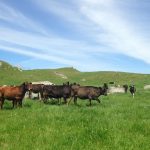 New Zealand Dairy Farms have the Lowest Carbon Footprint in the World