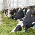 Over 500 Kerry dairy farmers missing out on savings of by failing to switch electricity providers