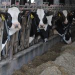 Robust milk production threatens price recovery