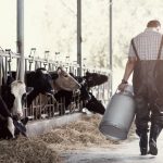 This American Dairy Farmer