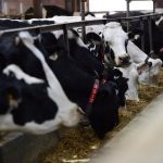 U.S. amping up dispute with Canada over allowed exports of American dairy products