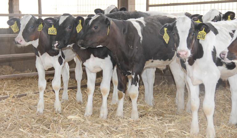 3B Farms transitions from dairy to beef while staying with Holsteins 1