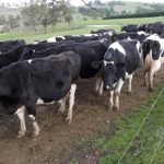 A Southern Tasmanian dairy has signed a three year contract to supply milk directly to Coles