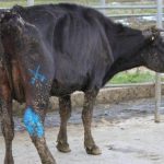 Animal welfare complaints increasing in dairy industry