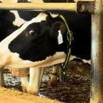 Broadband internet improves health of dairy herds but how