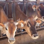 California dairy selected for industrys pilot program to reduce emissions improve sustainability