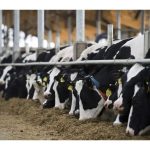 Chinas Inner Mongolia starts building high end dairy complex