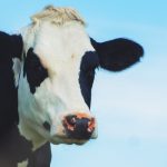 DBIA awards 1.19 million in grants to Midwest dairy entrepreneurs