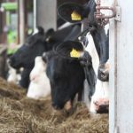 Dairy farmers views sought on antibiotic usage