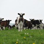 Dairy industry chiefs warn farmers of challenging year ahead