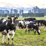 Farmer fined for unlawfully amputating cows teats in Waiuku